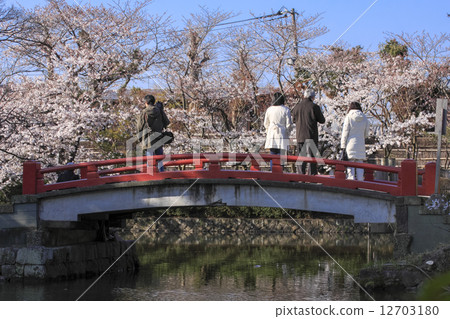 鶴岡八幡宮的櫻花盛開 12703180