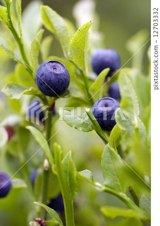 blueberry shrubs blueberry shrubs 12703332