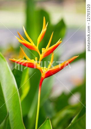 Heliconia flower. 12703520