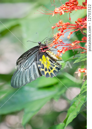 Golden birdwing butterfly. 12703522