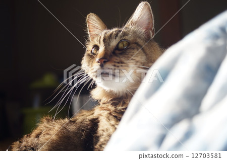 Shibui cat Shibui cat 12703581