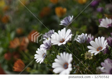 Small flowers 12703582