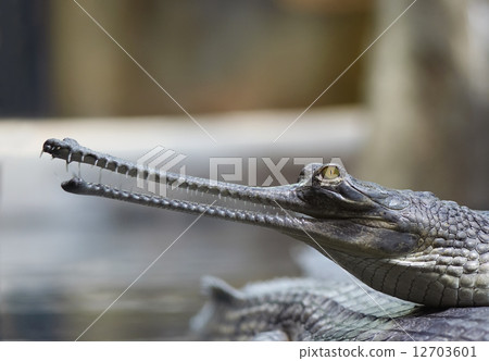 Indian gavial 12703601