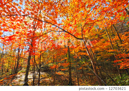 Autumnal leaves forest Autumnal leaves forest 12703621