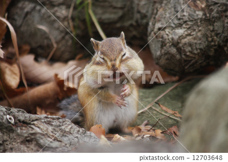 Ezoshimarisu袖口太多收拾橡子 Ezoshimarisu袖口太多收拾橡子 12703648