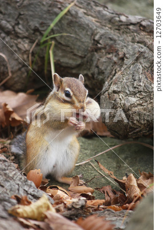 Ezo simaris與橡子臃腫的橡子 12703649