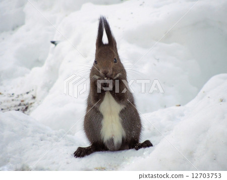 Ezolith Ezolith 12703753