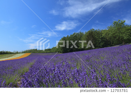  Flower garden 12703781