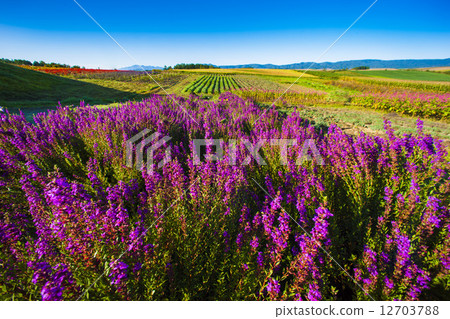  Flower garden 12703788