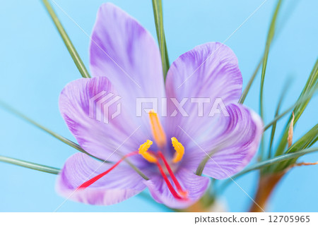Saffron flower 12705965