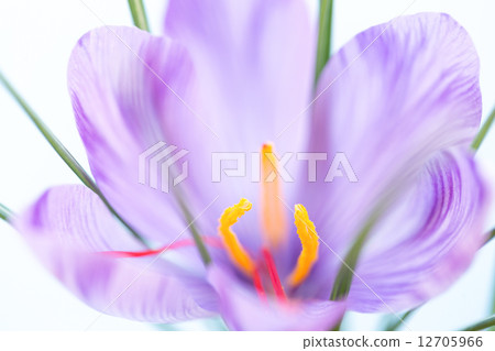 藏紅花 12705966