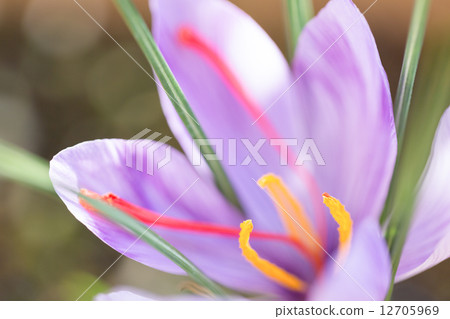 藏紅花 12705969
