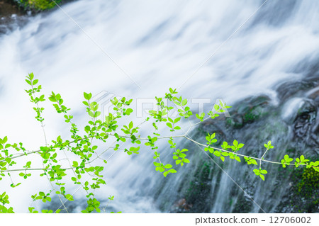Aquatic plants and clear stream 12706002