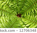 fern plant 12706348