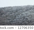 Snow scene 12706350