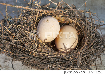 Nest with eggs 12707255