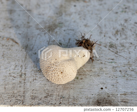 Puffball mushroom 12707256