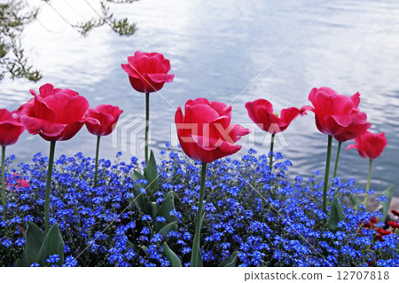 flowers on the Lake Geneva, Montreux. 12707818