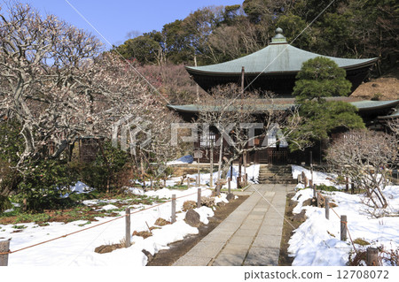 Zuisenji梅 Zuisenji梅 12708072