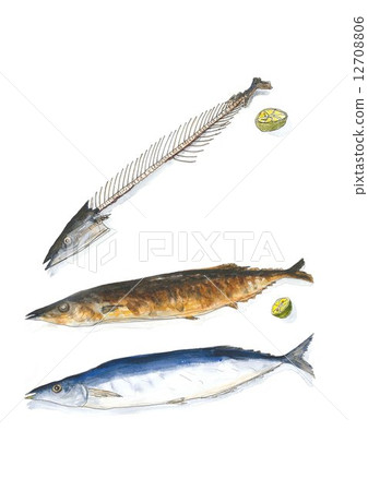 Sanma (Large) Sanma (Large) 12708806