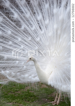 Shirokujaku 1 Shirokujaku 1 12708882