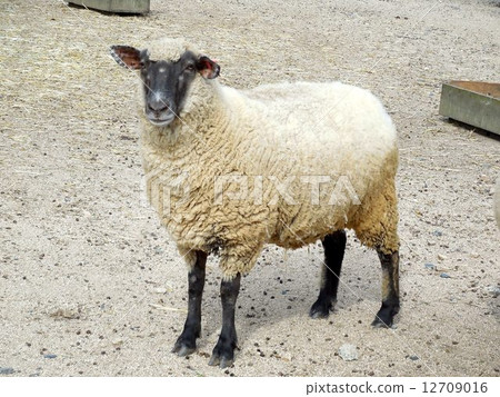 A sheep 12709016