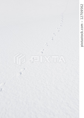 Snow background 12709562