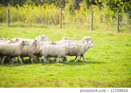 A sheep A sheep 12709608
