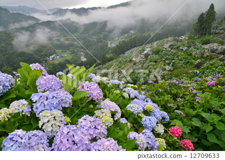 Hydrangea 4 (Ehime Prefecture Shingu) Hydrangea 4 (Ehime Prefecture Shingu) 12709633