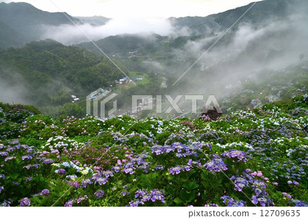 Hydrangea 2 (Ehime Prefecture Shingu) Hydrangea 2 (Ehime Prefecture Shingu) 12709635