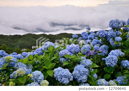Misty hydrangea 4 (Okawara Takahara Tokushima prefecture) Misty hydrangea 4 (Okawara Takahara Tokushima prefecture) 12709640