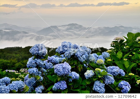 Misty hydrangea 2 (Okawara Takahara Tokushima prefecture) 12709642