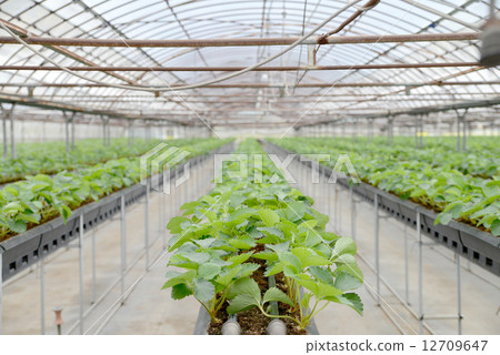 草莓水培養 草莓水培養 12709647