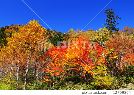 Kinsei Pass Kinsei Pass 12709804