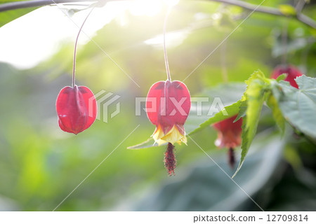 Tyrolean lamp Tyrolean lamp 12709814