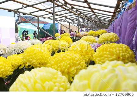 Nanyang City Chrysanthemum Festival Nanyang City Chrysanthemum Festival 12709906