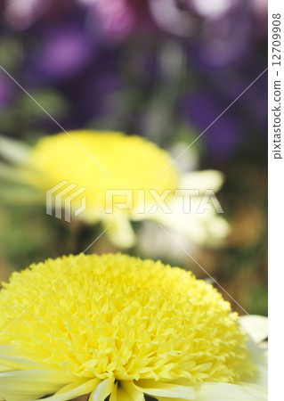 Chrysanthemum Festival Nanyo 12709908
