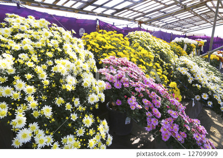 南陽市菊花節 12709909