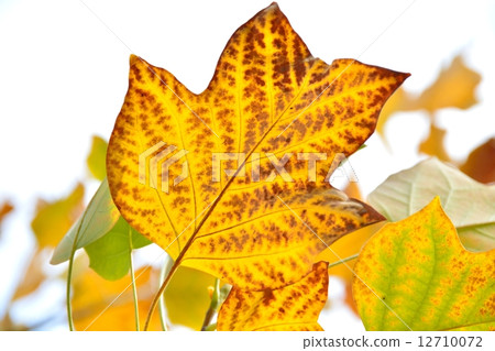 Autumn leaves of turpentine 12710072