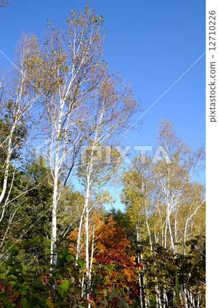 Kijimadaira Yamabiko's Hill Park (Shirakaba) 12710226