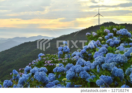 Windmill and hydrangea (Tokashima prefecture Ogawara Takahara) 12710274