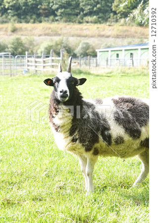 New Year's Card material Hokkaido's sheep 12710392
