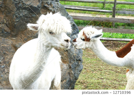 Cute alpaca 12710396