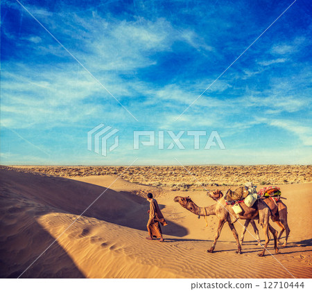 Cameleer (camel driver) with camels in dunes of Thar desert. Raj 12710444