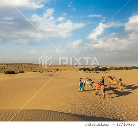 Two cameleers (camel drivers) with camels in dunes of Thar deser 12710450
