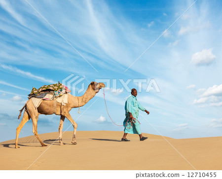 Cameleer (camel driver) with camels in Rajasthan, India 12710455