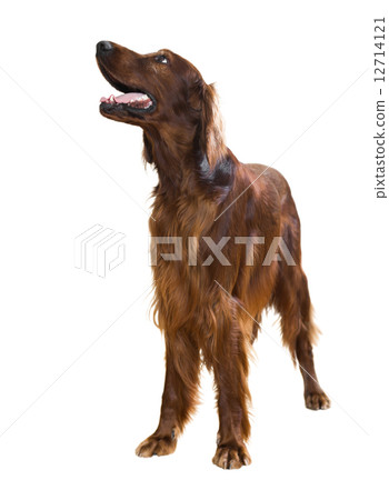 Irish Setter 12714121
