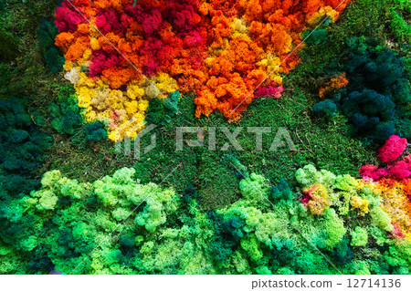colorful lichen and  moss 12714136