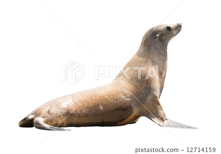 Earless seal Earless seal 12714159