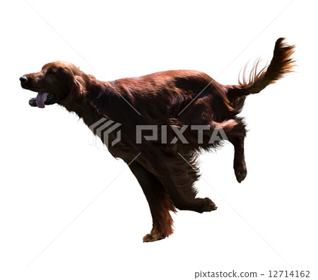 Irish Setter Irish Setter 12714162